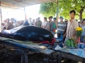 Cá voi trôi dạt vào khu vực biển Vạn Lương
