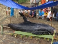 Cá voi 300 kg dạt vào bờ, thoi thóp thở