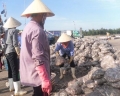 Nghề cá Quảng Tiến -Thanh Hóa: Những nút thắt cần tháo gỡ