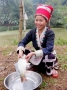 Lào Cai: Chuyện nuôi thủy sản ở bản ven biên
