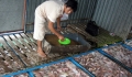 Kiểm soát hóa chất, kháng sinh trong nuôi trồng thủy sản