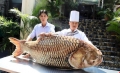 Cá hô “khủng” hơn 1 tạ ở Campuchia về nhà hàng Sài Gòn