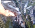 Một số kết quả bước đầu về nuôi thương phẩm cá Leo trên lồng bè tại Nghệ An