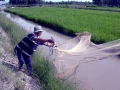 Tiền Giang: Tham quan và hội thảo mô hình kết hợp nuôi cá - lúa
