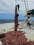 Cá mập yêu tinh sa lưới ngư dân Mỹ