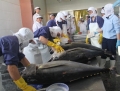 Kế hoạch quản lý cá ngừ đại dương ở Việt Nam