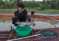 Bắc Ninh: Thành công từ mô hình nuôi cá nheo thương phẩm