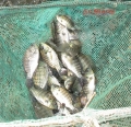 Giải pháp đực hoá cá rô phi đơn tính: Bước tiến mới trong sản xuất giống thuỷ sản