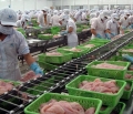 Nuôi và chế biến cá tra xuất khẩu đều không có lãi