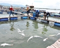 Vụ cá nuôi lồng bè trên sông Chà Và chết: Thiệt hại ban đầu khoảng 3,5 tỷ đồng