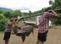 Cá chiên sông Đà nặng gần 30 kg