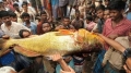 Con cá bán với giá 800 triệu Việt Nam
