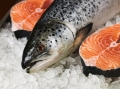 Dự báo giá cá hồi nuôi của Canada sẽ tăng