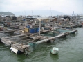 Quy Nhơn (Bình Định): Giúp ngư dân xử lý môi trường khắc phục cá bị bệnh chết