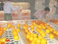 Vạch trần “công nghệ tẩm độc” vào thực phẩm của Trung Quốc: Kỳ 1: Hoa quả có xuất xứ “made in china” đã được “tẩm thuốc độc” như thế nào?