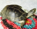 Cà Mau: Sự thật về con rùa "bò lên người để trị bệnh"