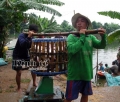 Để vực dậy nghề nuôi cá tra: Tổ chức lại liên kết “bốn nhà”
