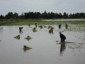 Cánh đồng mẫu lớn lúa - tôm