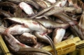 Nấu chín, độc tố cá nóc vẫn tồn tại
