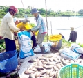 Cần Thơ: Định hướng phát triển nghề nuôi và thương mại cá rô phi