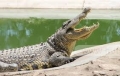 Giá cá sấu tại Đồng Nai giảm mạnh