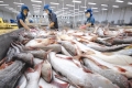 Kiểm tra các lô hàng cá da trơn xuất khẩu vào Mỹ