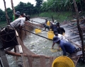 Khuyến cáo một số giải pháp cho vụ nuôi cá tra cuối năm