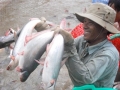 Nóng vốn ngành hàng cá tra