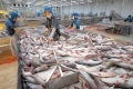 Thứ trưởng Bộ Công Thương Trần Quốc Khánh: Hiệp hội Cá tra đang cân nhắc khởi kiện Mỹ ra WTO