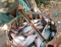 Đồng bằng sông Cửu Long: Cá tra lại rớt giá