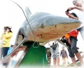 Nghề câu cá mập xưa và nay ở Phú Quý