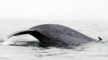 Cá voi xanh xoay 360 độ để săn mồi