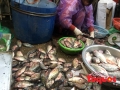 “Ớn lạnh” với cá rô phi ươn, lọc xương, bán cho các hàng bún cá