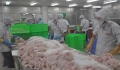 Gò Đàng có 3 nhà máy chế biến cá tra được xuất khẩu vào Mỹ