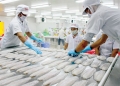 Tổn thương DN lớn, cơ hội cho DN nhỏ khi Mỹ tăng thuế với cá tra Việt Nam