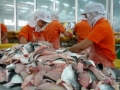 Doanh nghiệp xuất khẩu lo lắng khi giá cá tra tăng nhanh