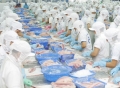 Xuất khẩu cá tra khởi sắc