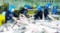 Mỹ cam kết tạo thuận lợi cho cá da trơn Việt Nam