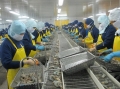Nhật Bản vươn lên dẫn đầu nhập khẩu tôm của Việt Nam