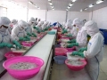 Dự báo xuất khẩu thủy sản tiếp tục tăng trưởng nhẹ
