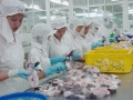 Sắp xếp lại sản xuất và xuất khẩu thủy sản