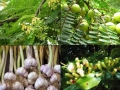 Thảo mộc nào tốt nhất ức chế vi khuẩn gây chết hàng loạt trên cá?