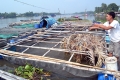 Nuôi thủy sản trái vụ