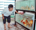 Thành phố Hồ Chí Minh phát triển mạnh nghề nuôi cá cảnh