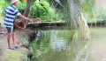 Anh Nguyễn Thành Tân: Giàu lên nhờ nuôi cá tai tượng