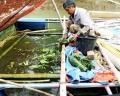 Nghệ An: Hàng trăm hộ dân Tương Dương nuôi cá lồng