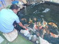 Thú chơi cá cảnh mới ở Bình Thuận