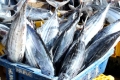 Sản xuất cá ngừ theo chuỗi giá trị: Khó khăn về vốn và đa dạng hoá thị trường