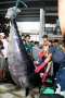 Khánh Hòa: Tín hiệu vui từ chuỗi liên kết cá ngừ