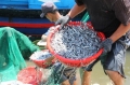 Khánh Hòa:  Ngư dân bất ngờ trúng đậm cá cơm trên Vịnh Nha Trang